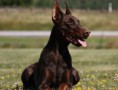/album/fenykepgaleria/a7dobermann-jpg/
